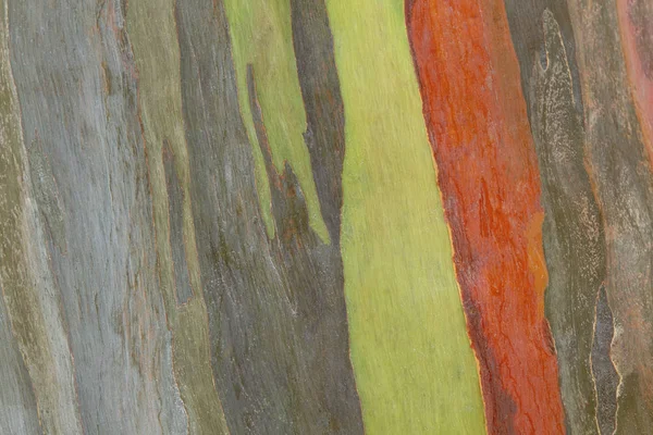 Barevný Abstraktní Vzorec Stromové Kůry Eucalyptus — Stock fotografie