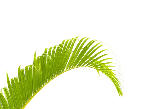 Palmblad Isolerad Vit Bakgrund — Stockfoto