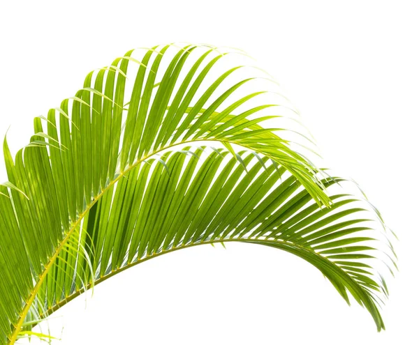 Пальмовый Лист Белом Фоне — стоковое фото