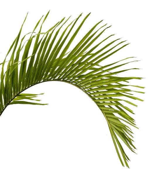Grüne Palme Blatt Isoliert Auf Weißem Hintergrund — Stockfoto