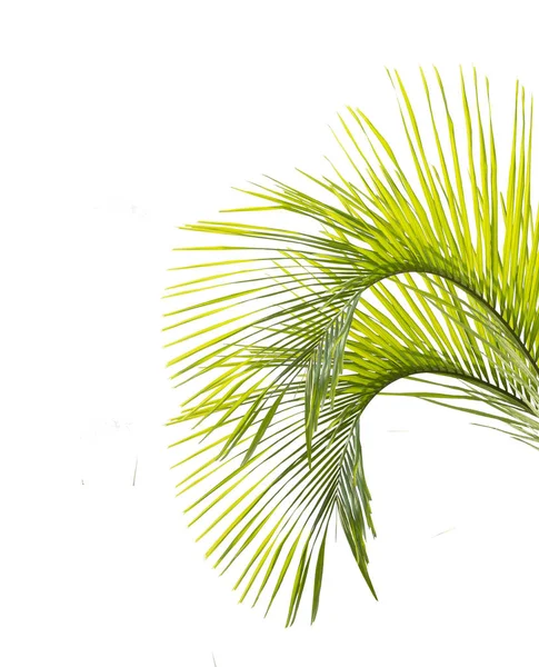 Green Palm Leaf Isolated White Background — Stock Photo, Image