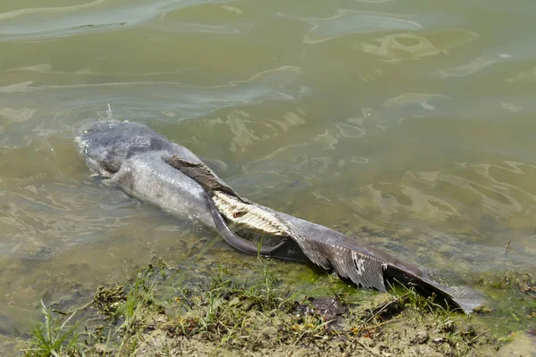 Dead giant catfish floated in the waste water