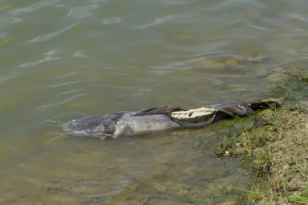 Catfish Gigante Morto Flutuou Nas Águas Residuais — Fotografia de Stock