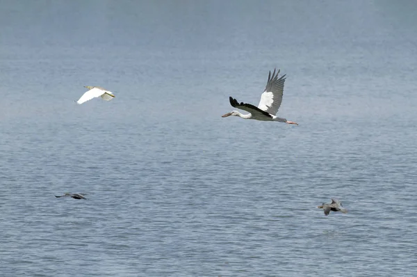Stork Egret Teal Pássaro Voo Sobre Lago Calmo — Fotografia de Stock