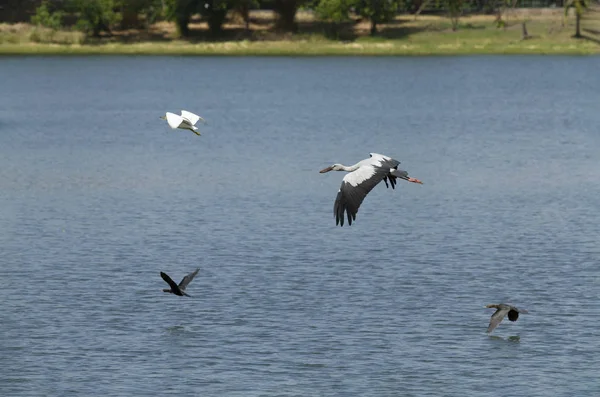 Stork Egret Teal Pássaro Voo Sobre Lago Calmo — Fotografia de Stock