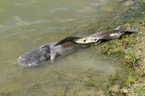 Catfish Gigante Morto Flutuou Nas Águas Residuais — Fotografia de Stock