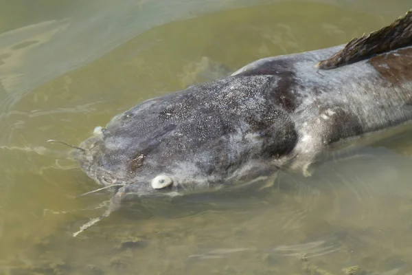 Dead giant catfish floated in the waste water