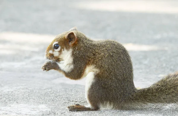 Grey Squirrel Feeding Cement Floor — Stock Photo, Image