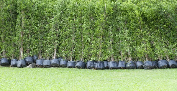 Baris Pohon Dalam Tas Hitam Rumput Hijau — Stok Foto