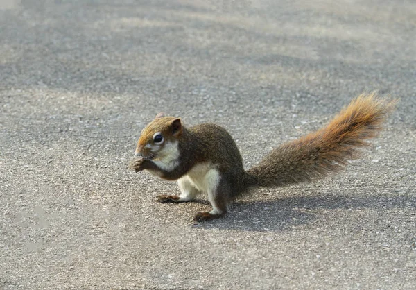 Grey Squirrel Feeding Cement Floor — Stock Photo, Image