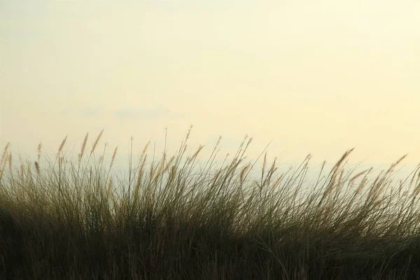 Hoog Gras Boven Het Uitzicht Zee Bij Zonsopgang — Stockfoto