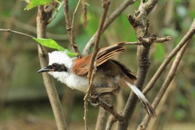 Beyaz Tepeli Gülen Ardıç kuşu