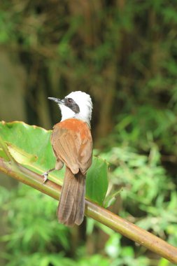 Beyaz Tepeli Gülen Ardıç kuşu