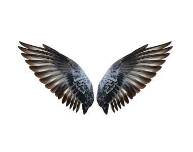 Beyaz arkaplanda kuş kanatları izole