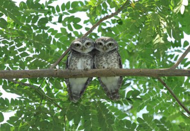 Yeşil ağaçta bir çift baykuş