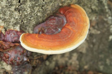 Ağaç gövdesine takılmış turuncu mantar.