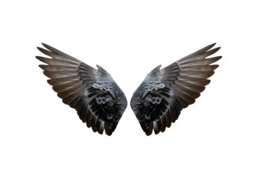 Beyaz arkaplanda güvercin kanatları izole