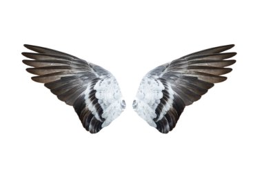 Beyaz arkaplanda kuş kanatları izole