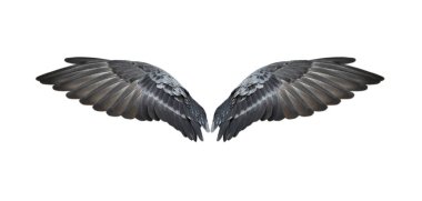 Beyaz arkaplanda kuş kanatları izole