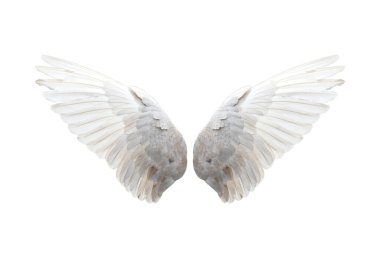 Beyaz arkaplanda kuş kanatları izole