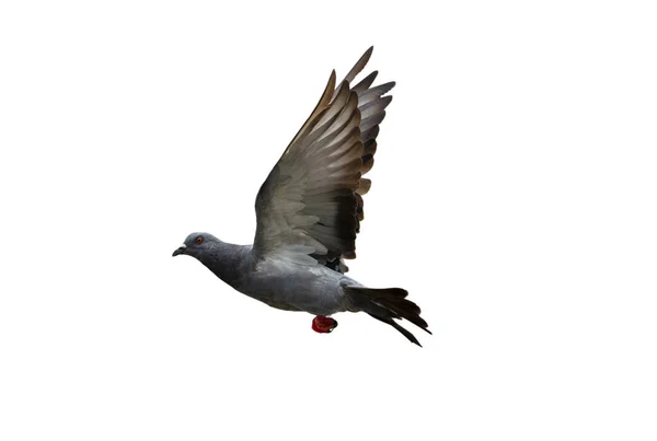 Pigeon Vol Isolé Sur Fond Blanc — Photo
