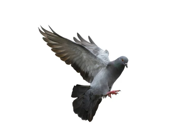 배경으로 비행하고 비둘기 — 스톡 사진