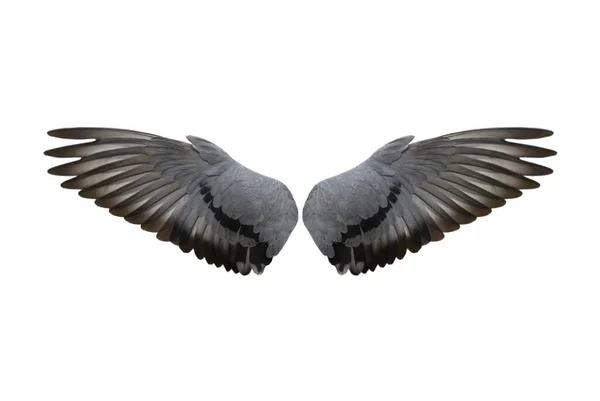 Beyaz Arkaplanda Kuş Kanatları Izole — Stok fotoğraf