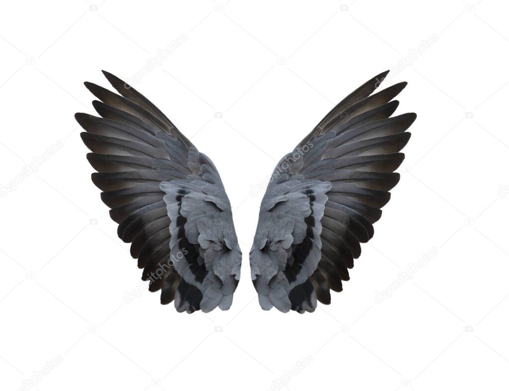 Bird wings isolated on white background
