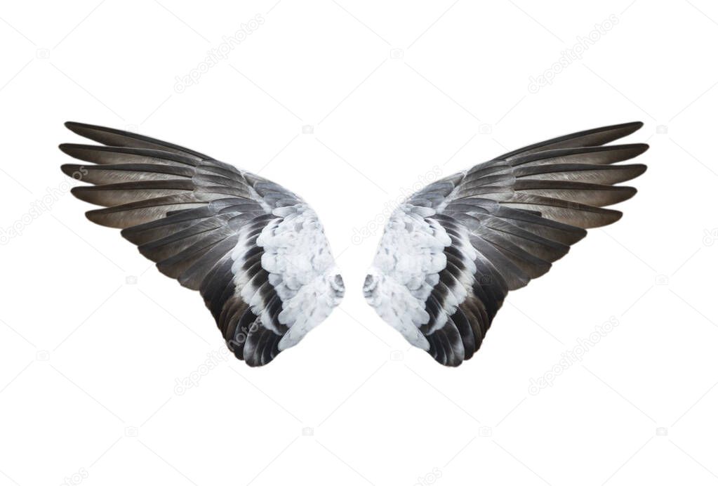 Bird wings isolated on white background