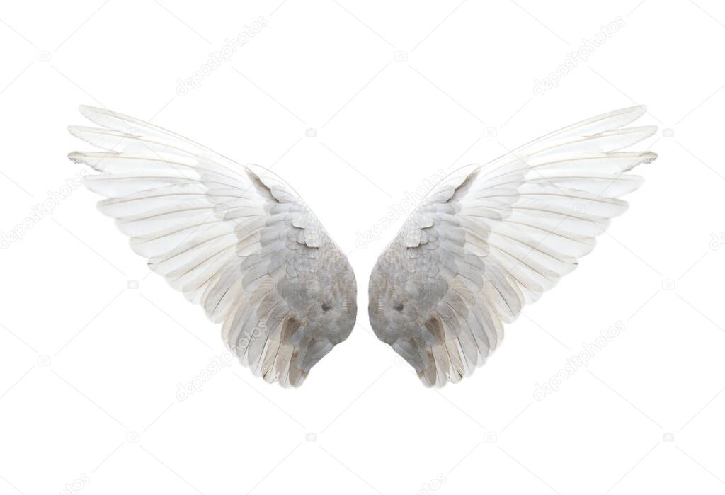 Bird wings isolated on white background