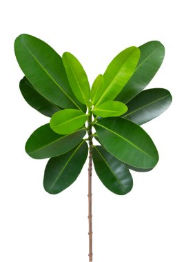 Beyaz arkaplanda izole edilmiş genç ağaç