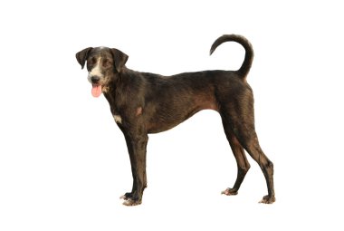 Siyah köpek beyaz arka planda izole edilmiş