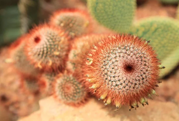 Red Headed Irishman Cactus — Stock Photo, Image