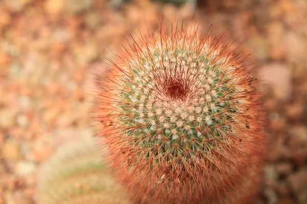 Red Headed Irishman Cactus — Stock Photo, Image