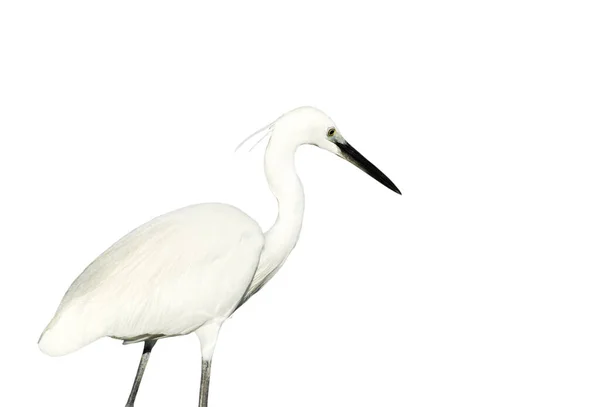 Egret Branco Isolado Fundo Branco — Fotografia de Stock