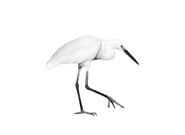 White Egret Izolované Bílém Pozadí — Stock fotografie