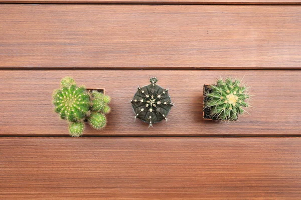 Top View Cactus Pot Wooden Floor Background — Stock Photo, Image