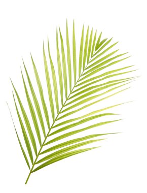 Beyaz arkaplanda yalıtılmış palmiye yaprağı