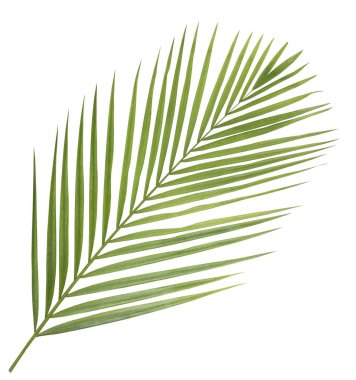 Beyaz arkaplanda palmiye yaprakları izole