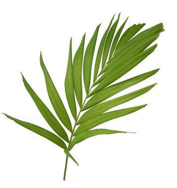 Beyaz arkaplanda palmiye yaprakları izole