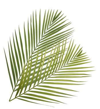 Beyaz arkaplanda palmiye yaprakları izole
