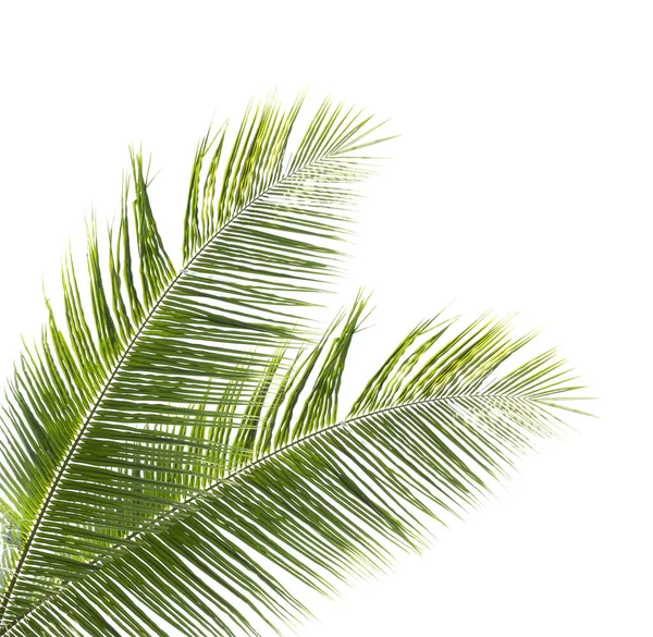 Kokosové Listy Izolované Bílém Pozadí — Stock fotografie