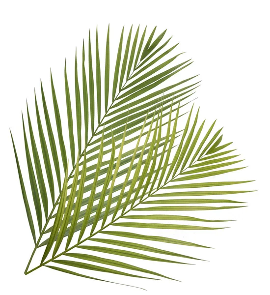 Beyaz arkaplanda palmiye yaprakları izole