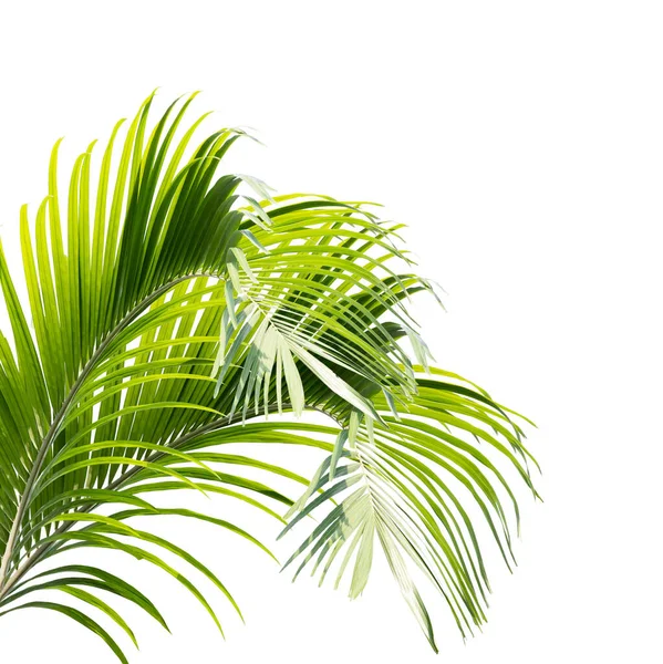 Folhas Palma Verde Isoladas Fundo Branco — Fotografia de Stock