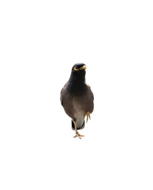 Beyaz arka planda izole edilmiş Myna kuşu