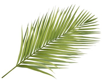 Yeşil palmiye yaprağının üzerindeki genç palmiye yaprağı beyaz arkaplanda izole.