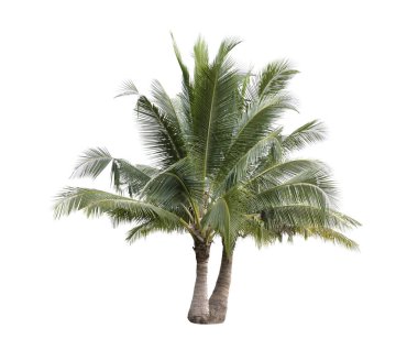 Beyaz arkaplanda izole edilmiş hindistan cevizi ağacı