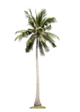 Beyaz arkaplanda izole edilmiş hindistan cevizi ağacı