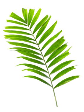 Beyaz arkaplanda yalıtılmış palmiye yaprağı