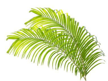 Beyaz arkaplanda yeşil palmiye yaprağı izole